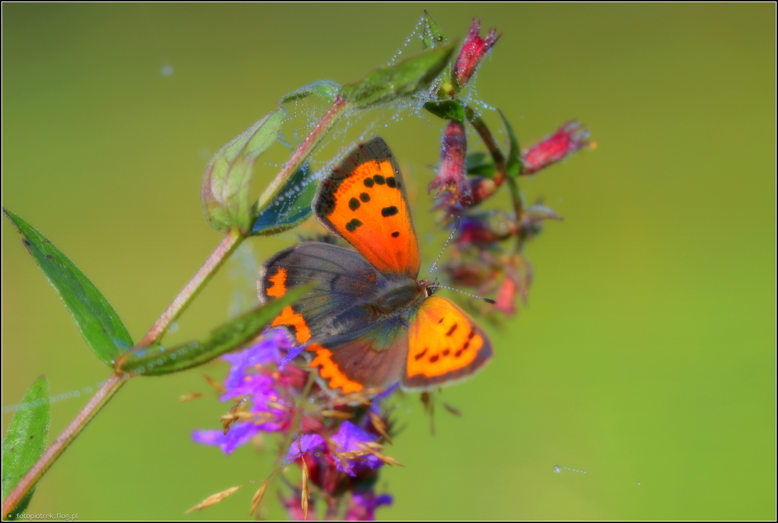 Miłego wieczoru ;-))))