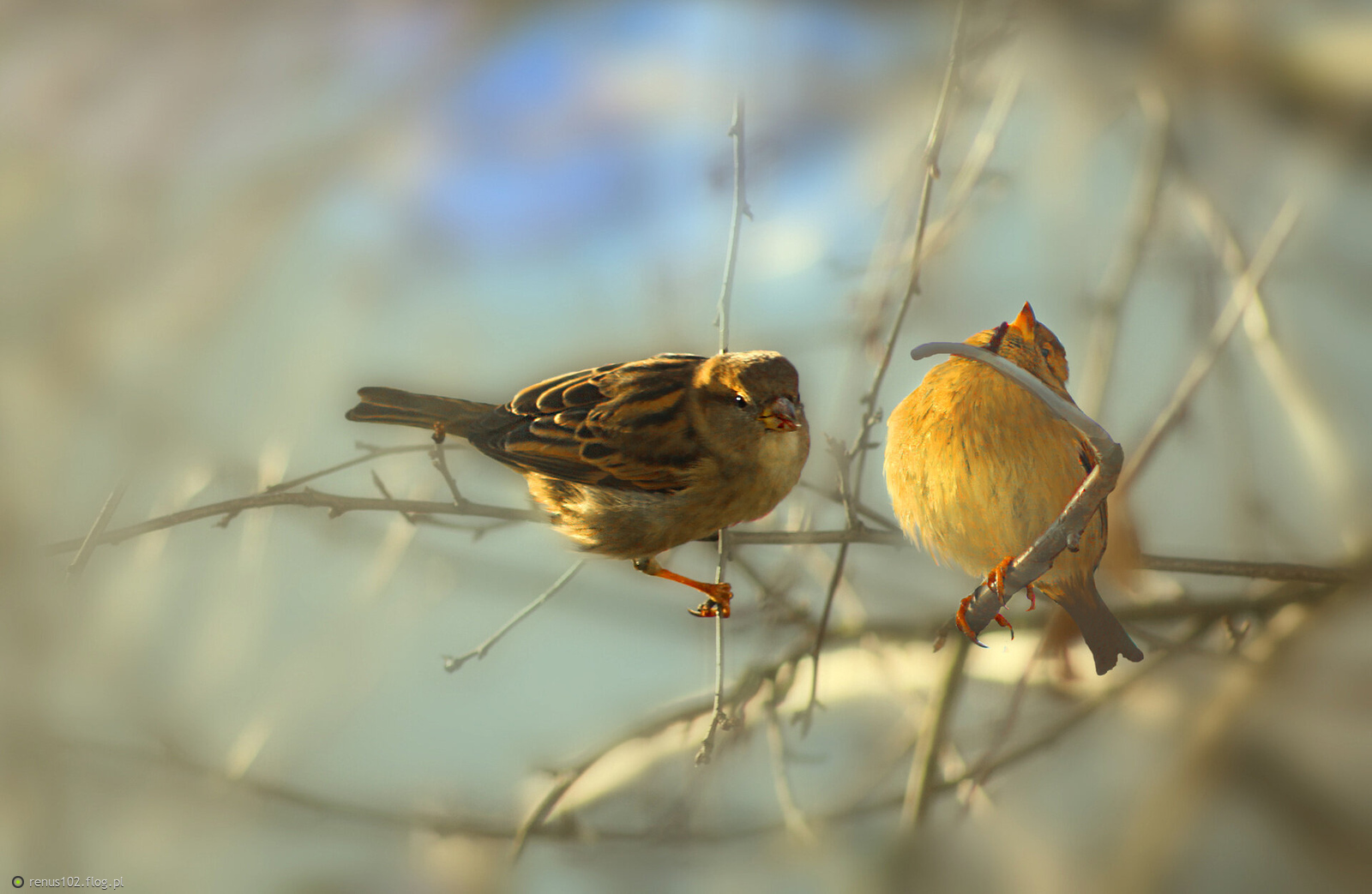 Na gałązce......................