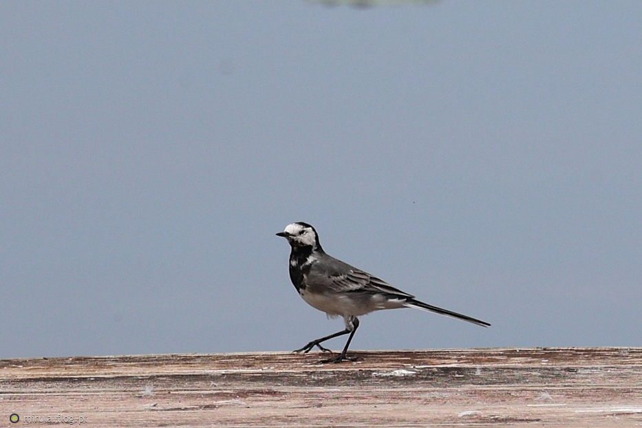 Pliszka na przechadzce