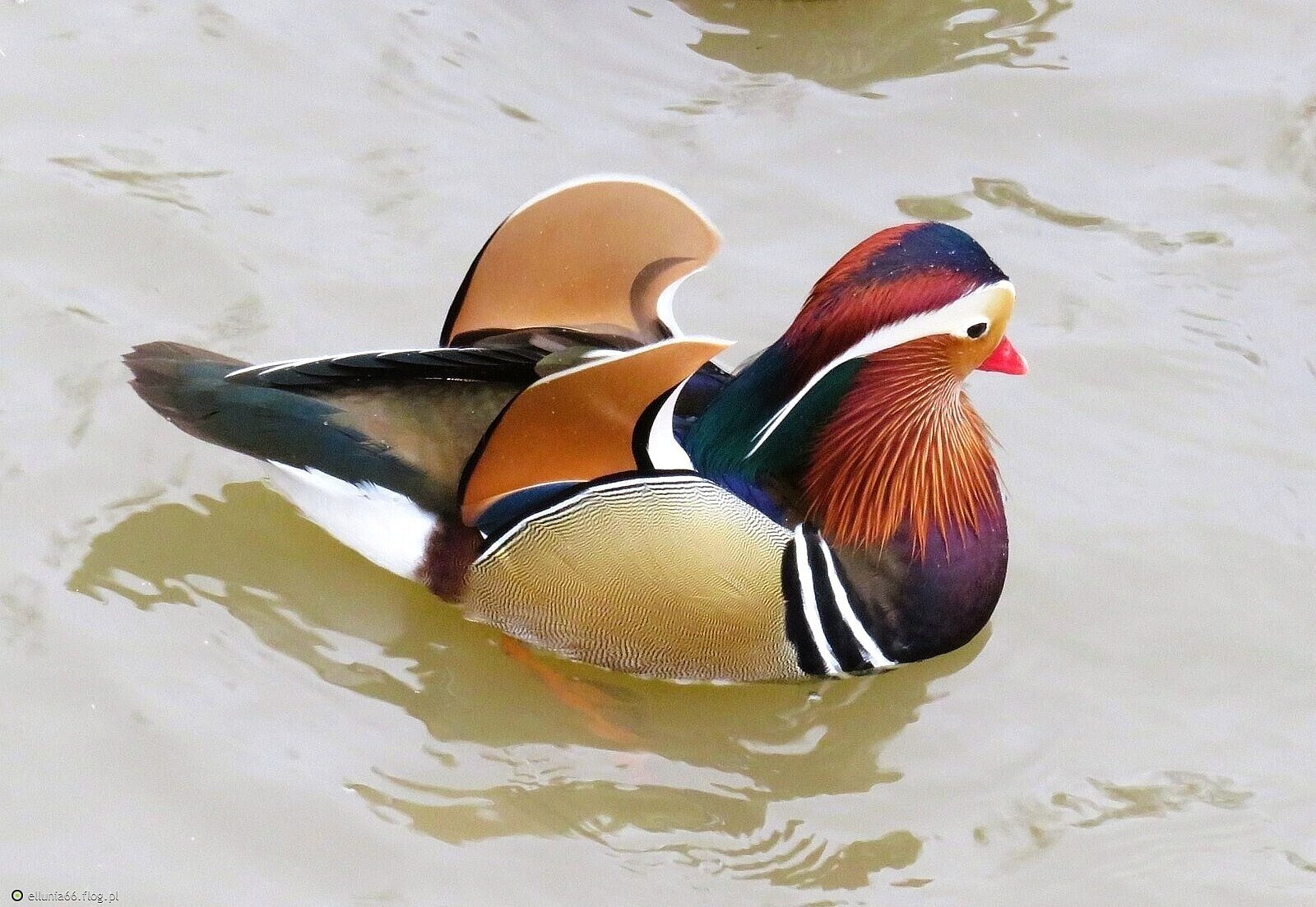 Kaczka mandarynka- on