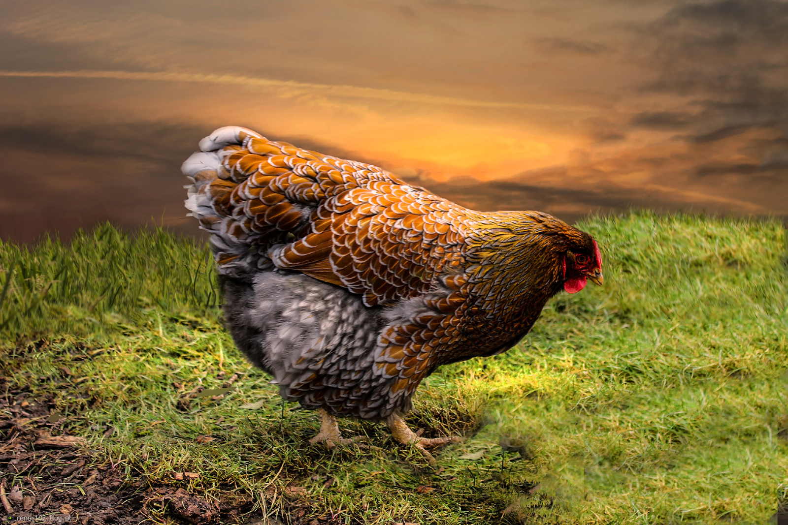 Kurka.........................