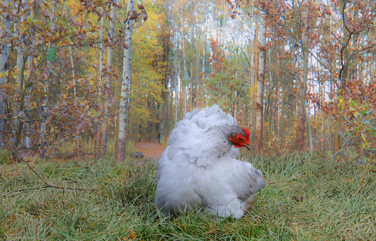 Jesienna kurka....................