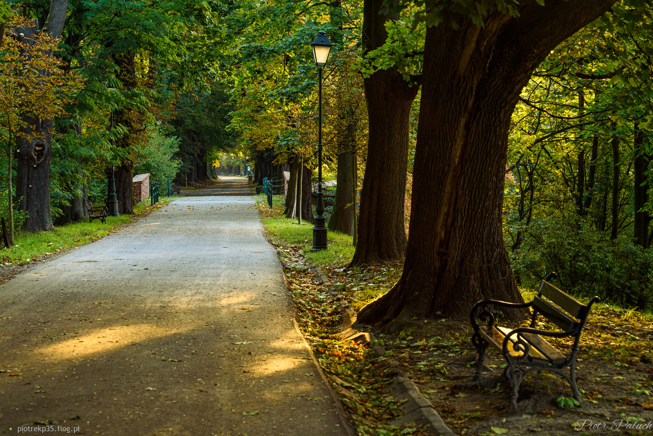 Prawie jesienna aleja..