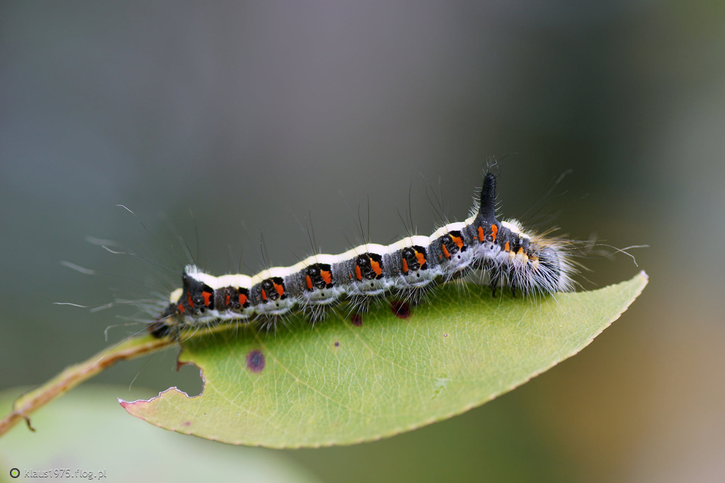 Wieczernica strzałówka (Acronicta psi)