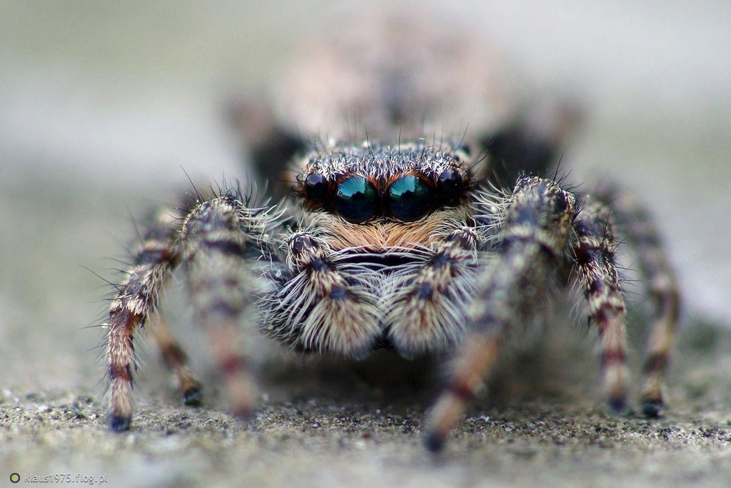 Rozciągnik mchuś (Marpissa muscosa)