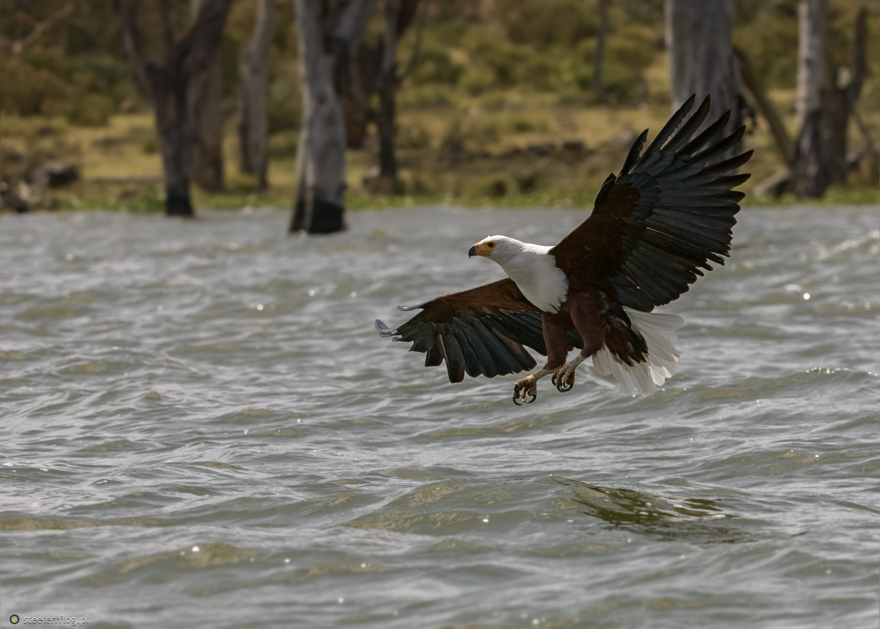 Rybożer afrykański.