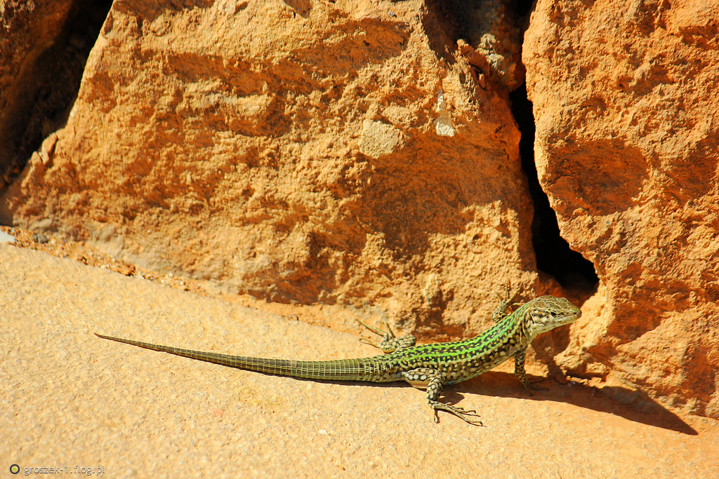 Jaszczurka ...