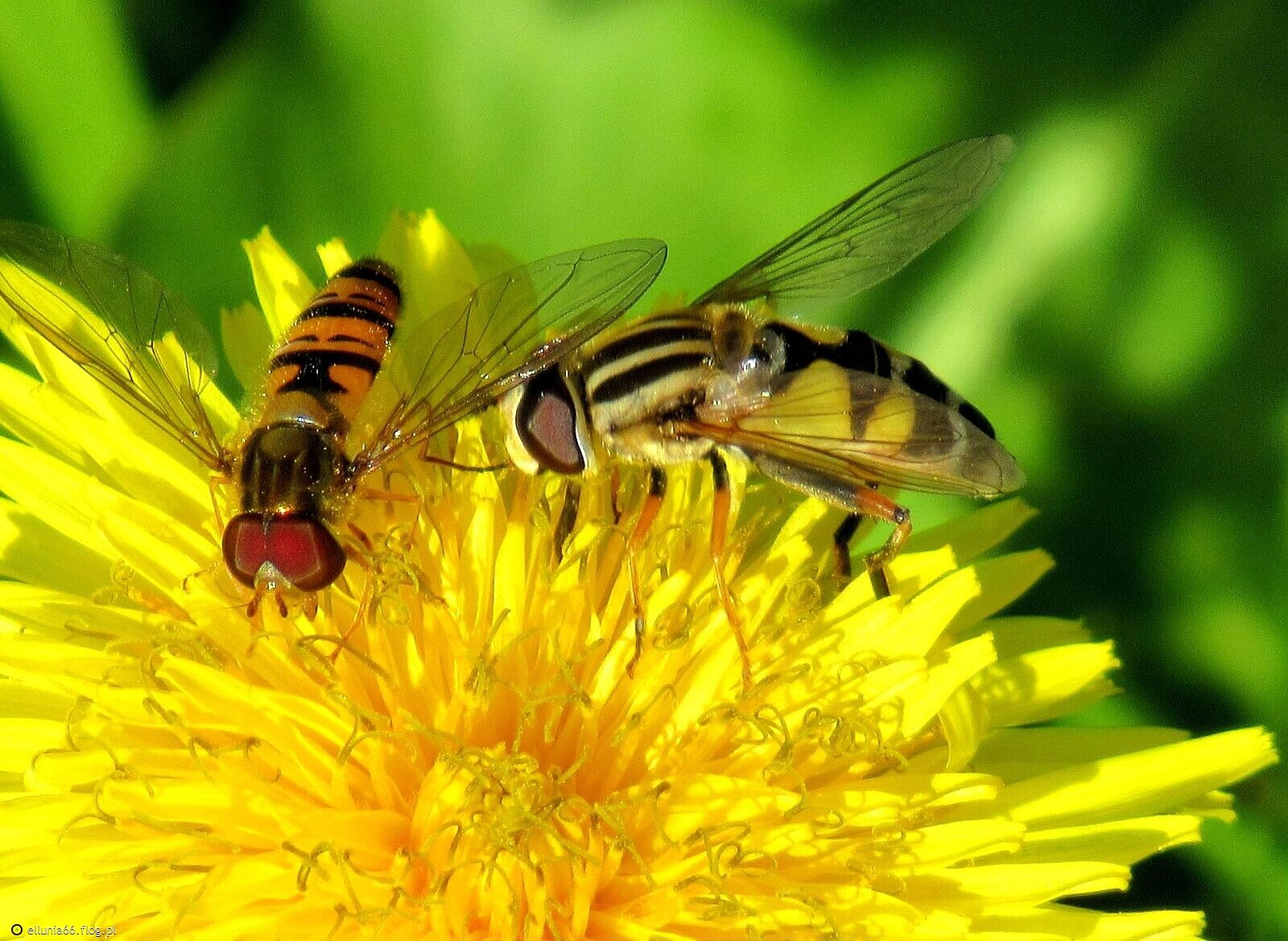 Zimny ale słoneczny dzień /nie mam pojęcia co spotkałam.../