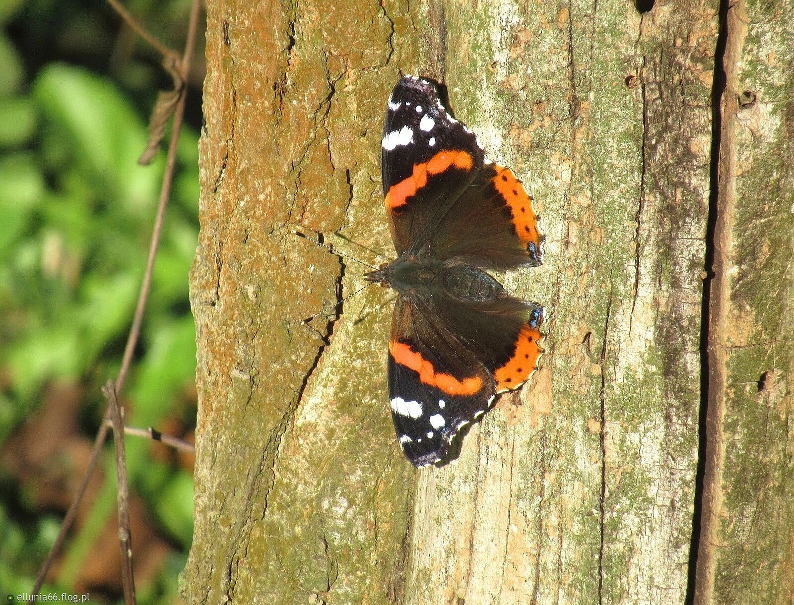 Moje wczorajsze, jesienne- postawiły warunek- tylko na drzewach! na pniu orzecha jest ich 4.