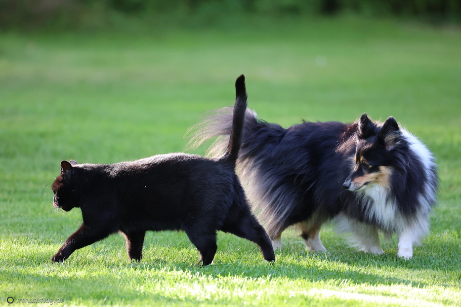 Wczoraj świętowały Światowy Dzień Zwierząt