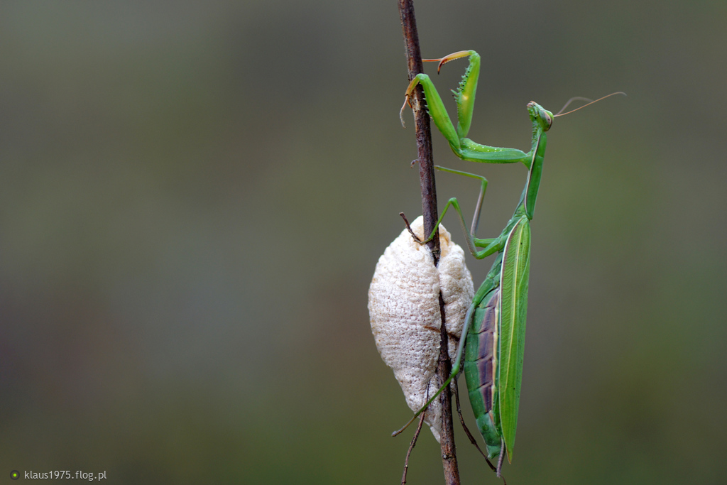 Modliszka zwyczajna ( Mantis religiosa ) październikowa już.