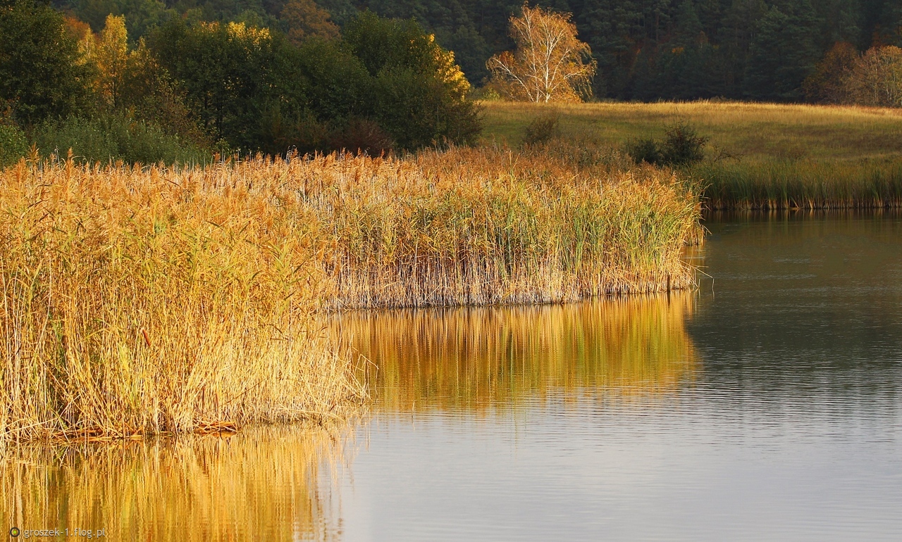 Idę do natury, aby być kołysanym i uzdrowionym, i aby moje zmysły zostały uporządkowane.