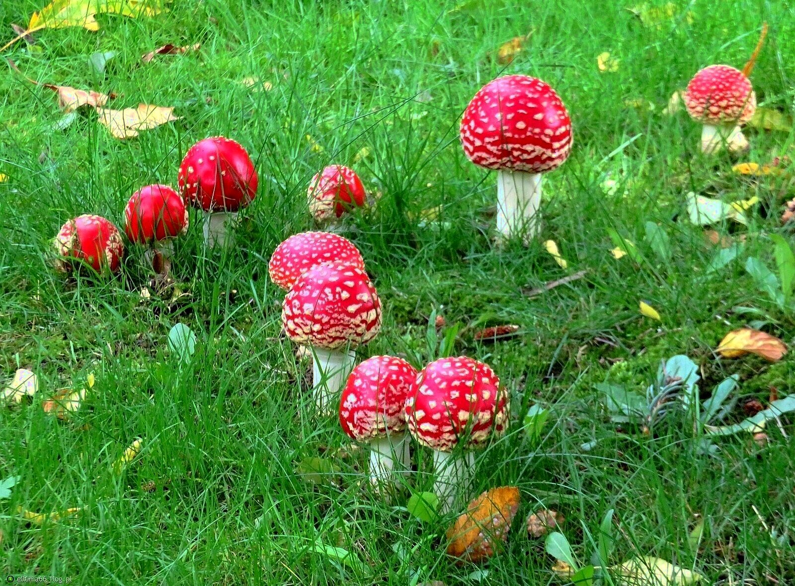 Na grzyby! ( zdjęcie)