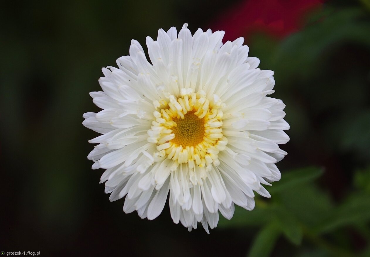 Aster ...