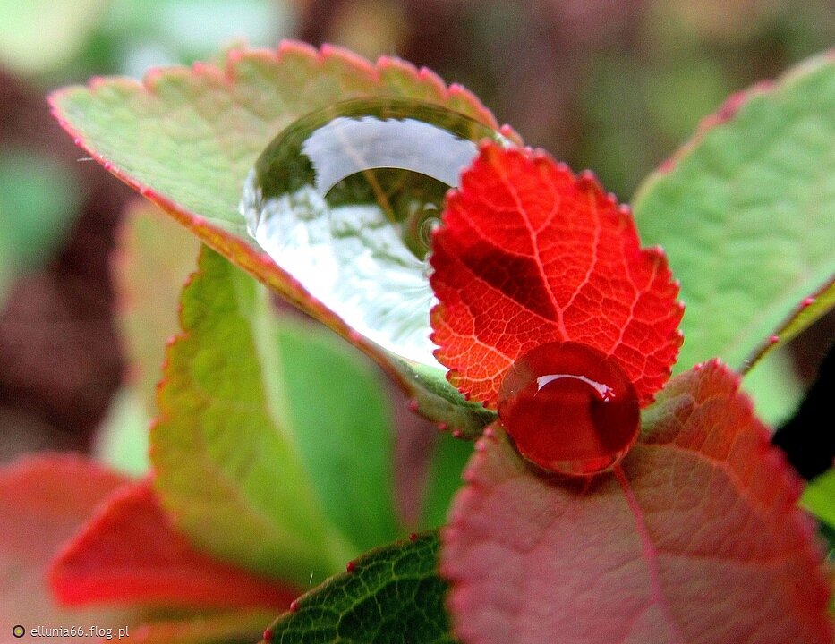 Kropelka jesieni niewielka...