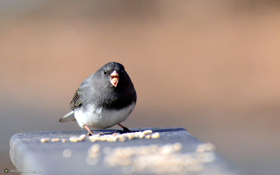 JUNKO HYEMALIS / JUNKO ZWYCZAJNY