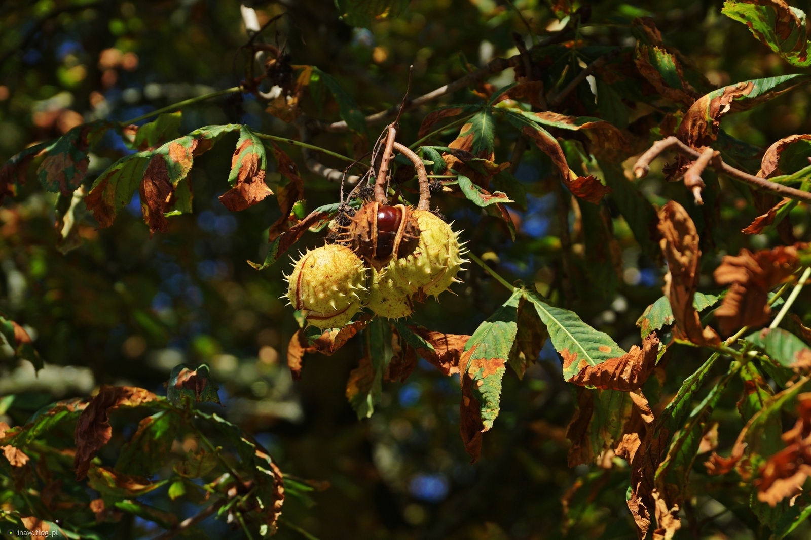 Kasztany...kasztany opadły już🤔