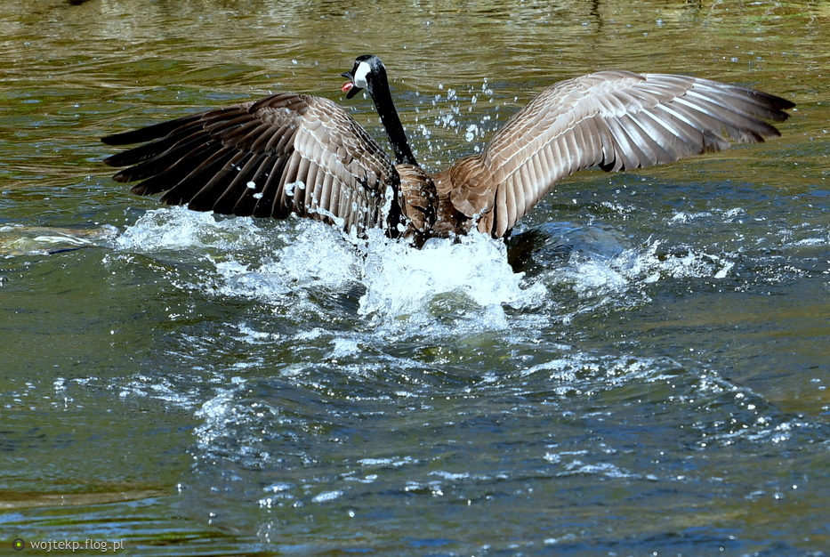 AWANTURY WŚRÓD BERNIKLI KANADYJSKICH