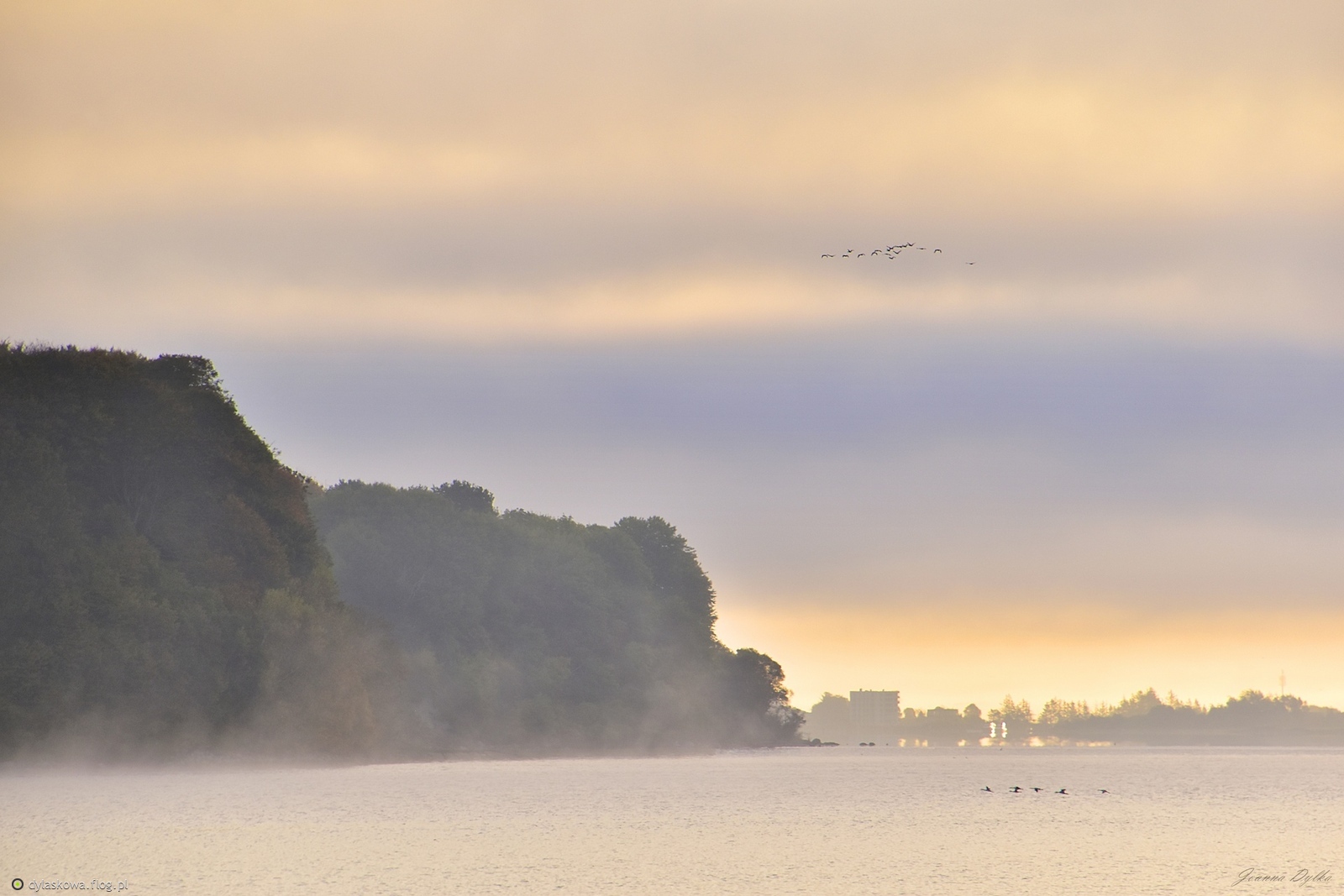 Przegrupowania ptaków