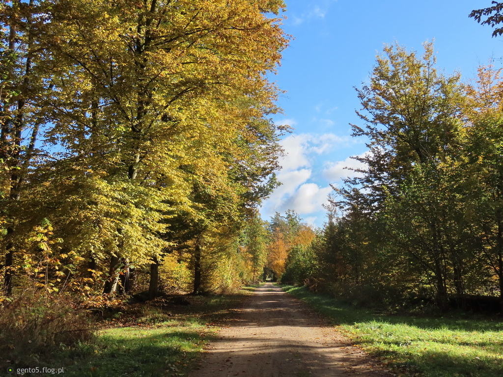 Jesień idzie przez las