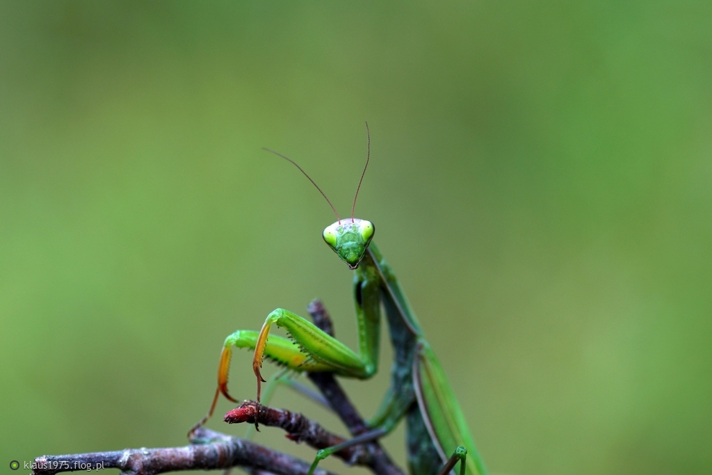 Modliszka zwyczajna ( Mantis religiosa )