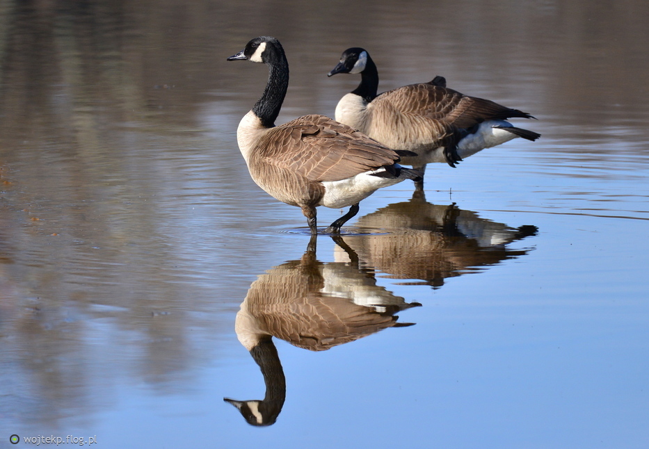 PORANEK Z PARĄ BERNIKLI