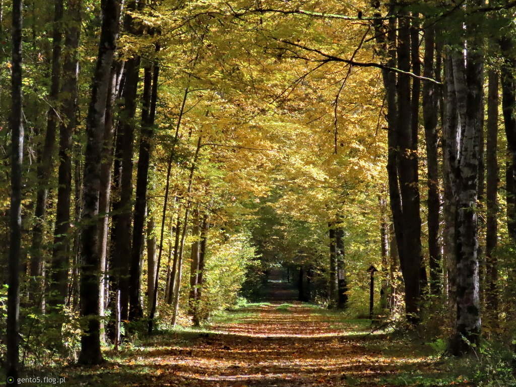 Jesienny tunel