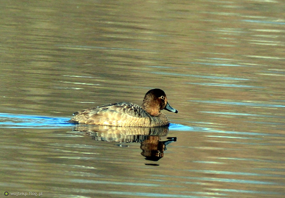 NOWE KACZKI NA STAWIE - RING_NECKED DUCK / CZERNICZKA