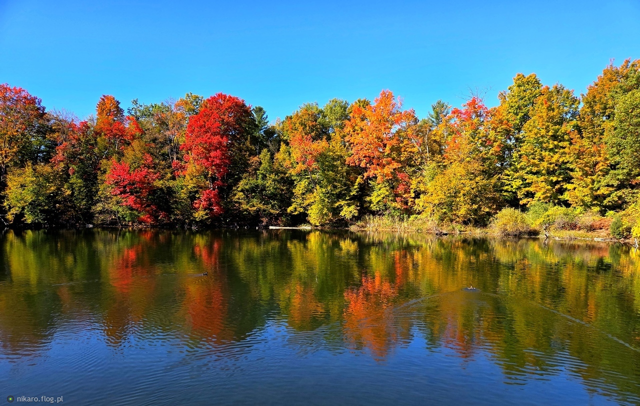 Jakże się cieszę, iż żyję na świecie, w którym istnieje październik!"