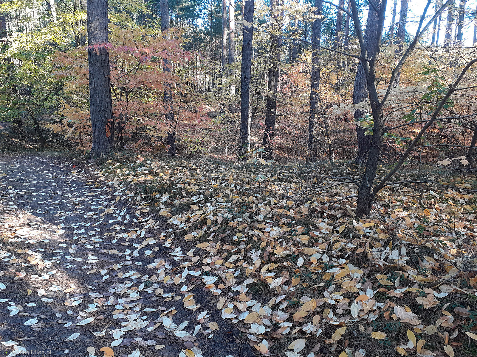 JESIENNE WNĘTRZE LASU.