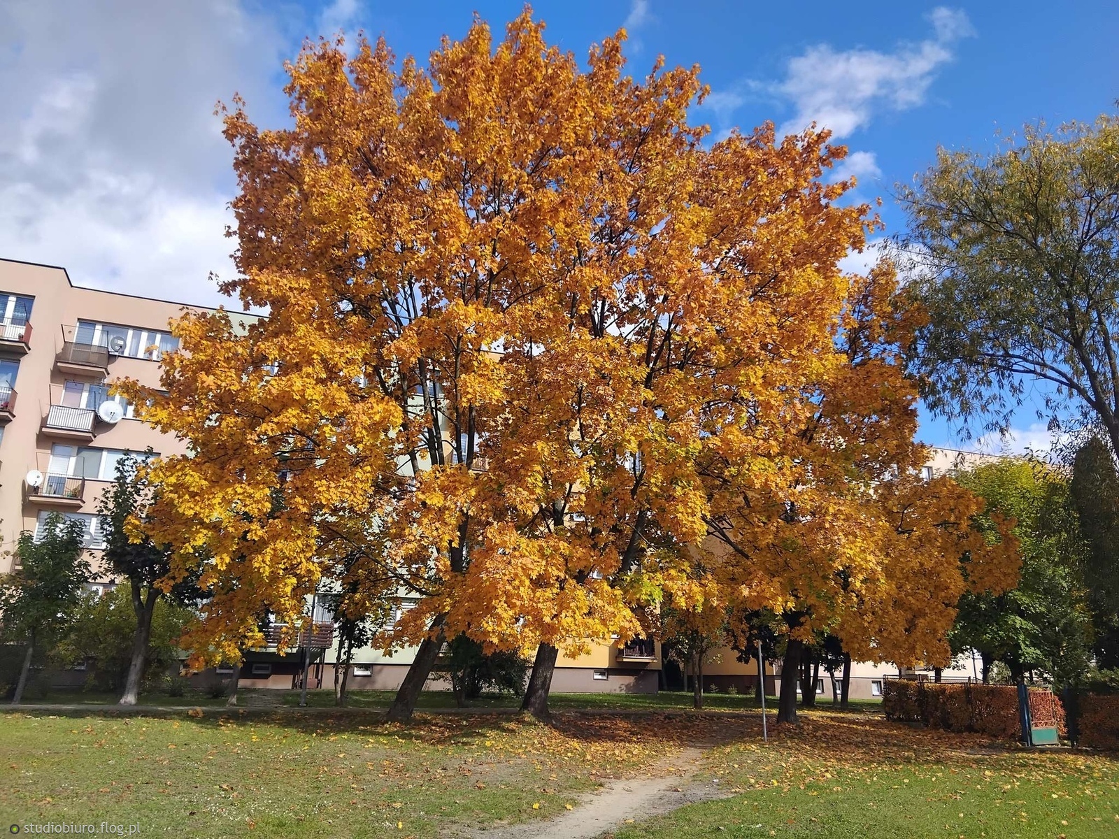 🍂🍁 jesiennie 🍁🍂