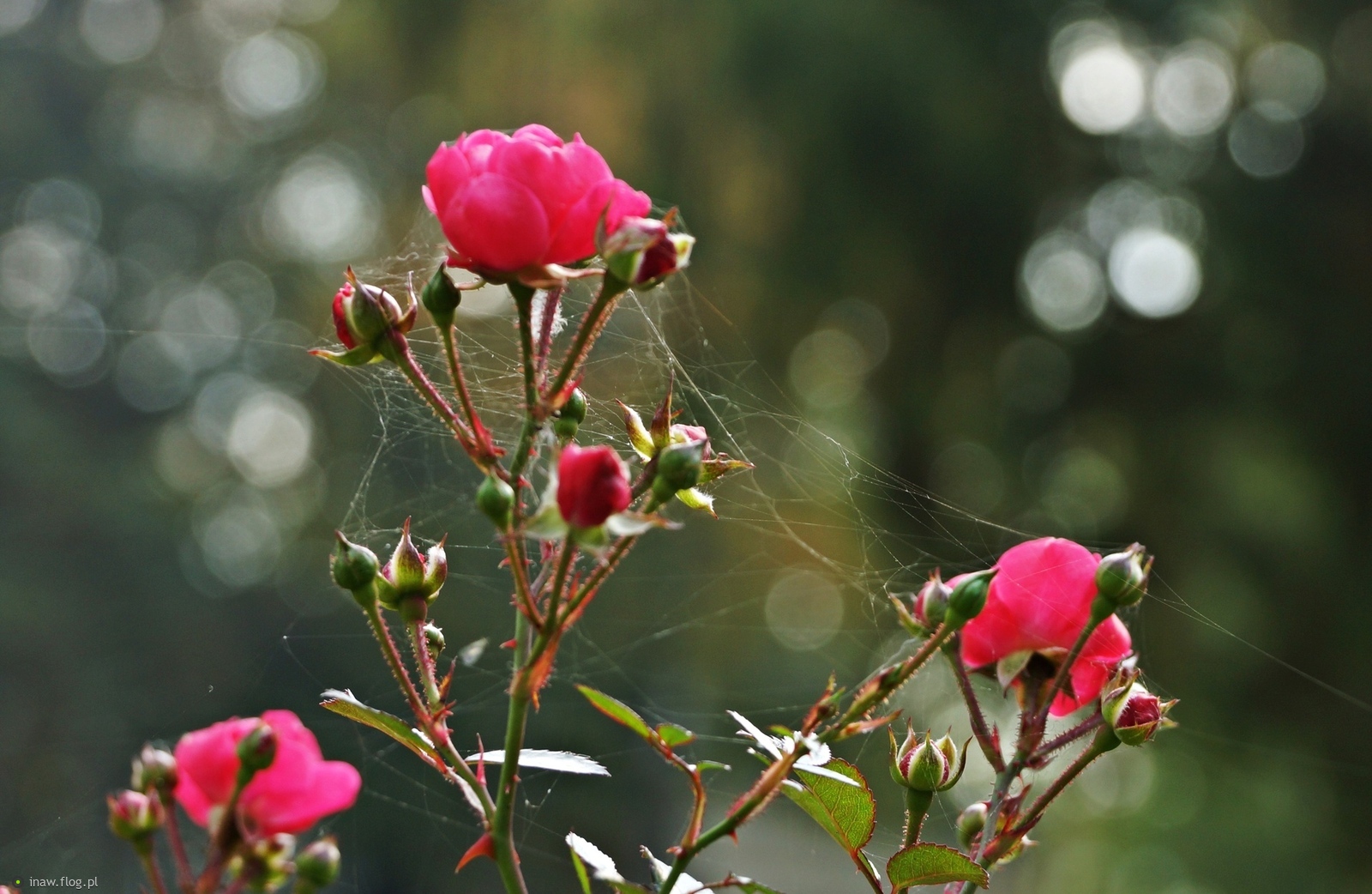 Różyczki w pajęczynie🌹