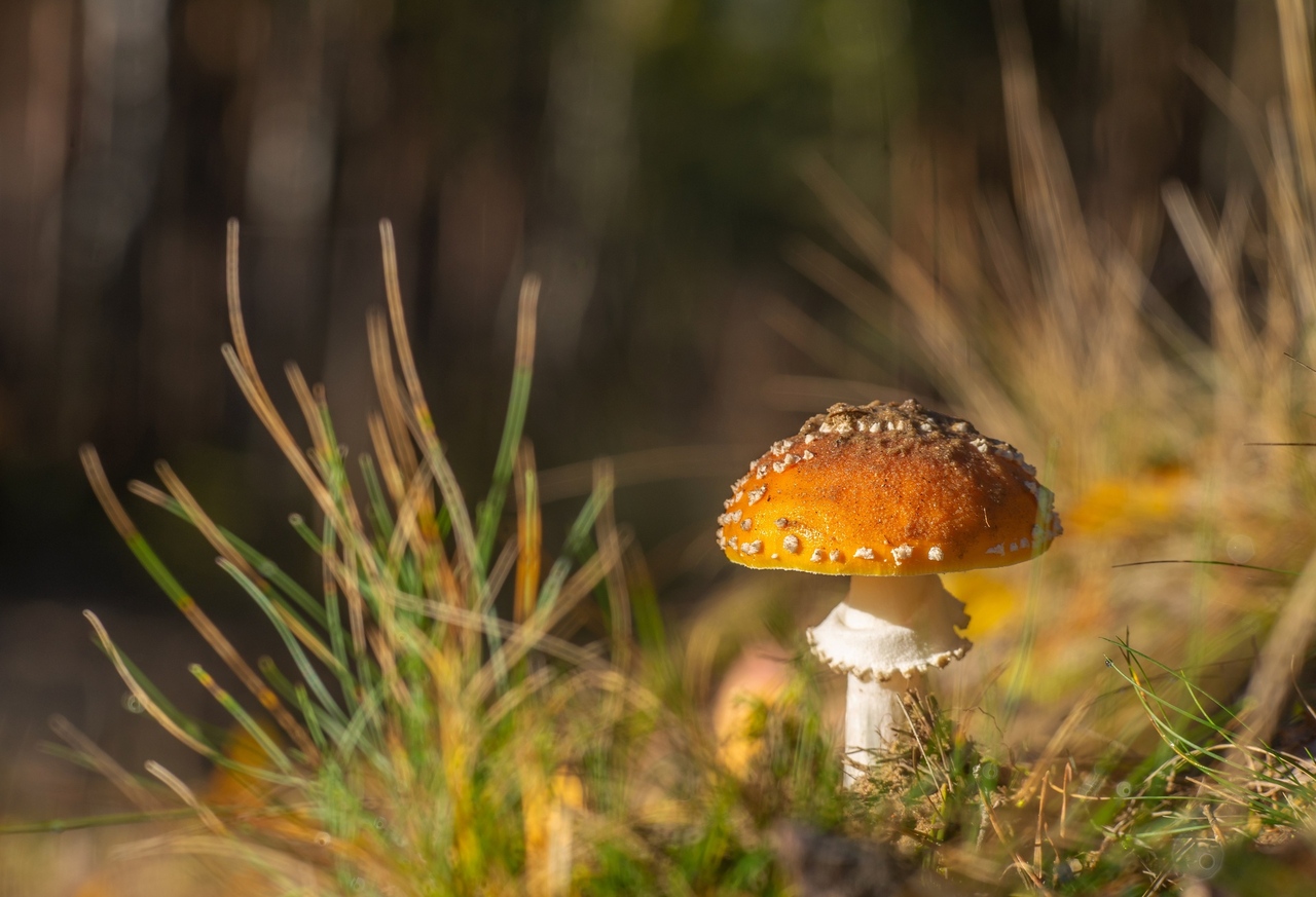 Sromotniczek i w fartuszku