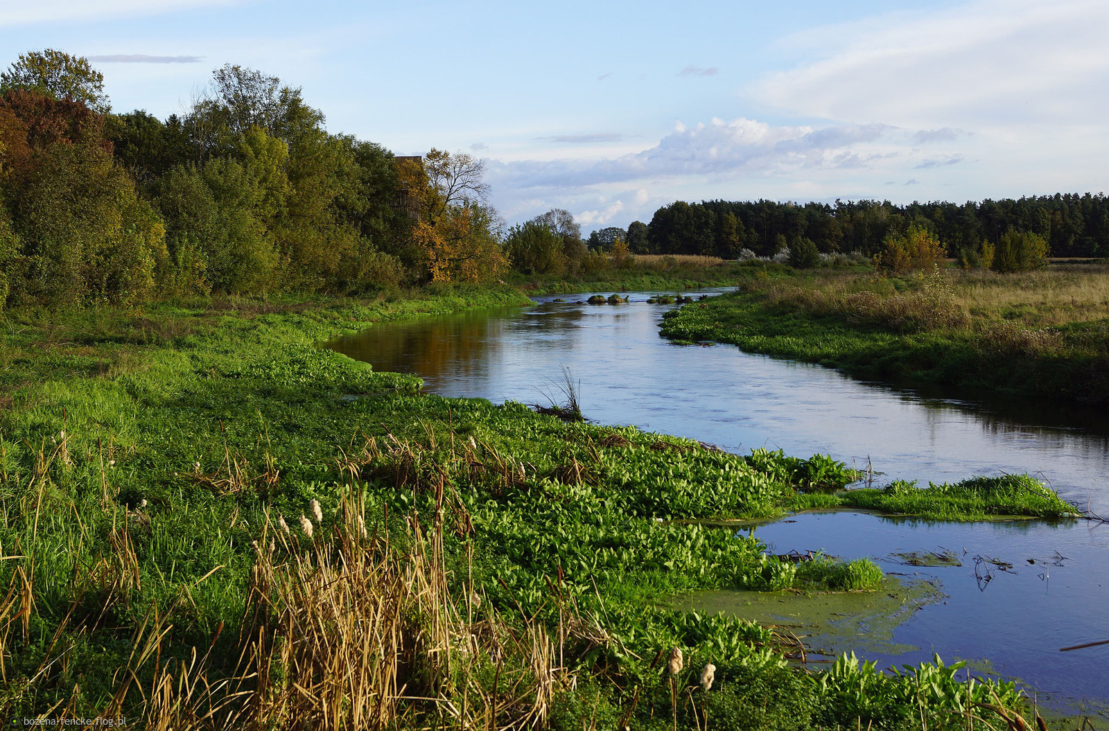 Rzeka Wkra we wsi Wkra