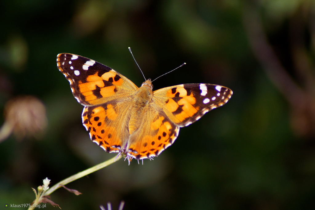 Rusałka osetnik (Vanessa cardui)