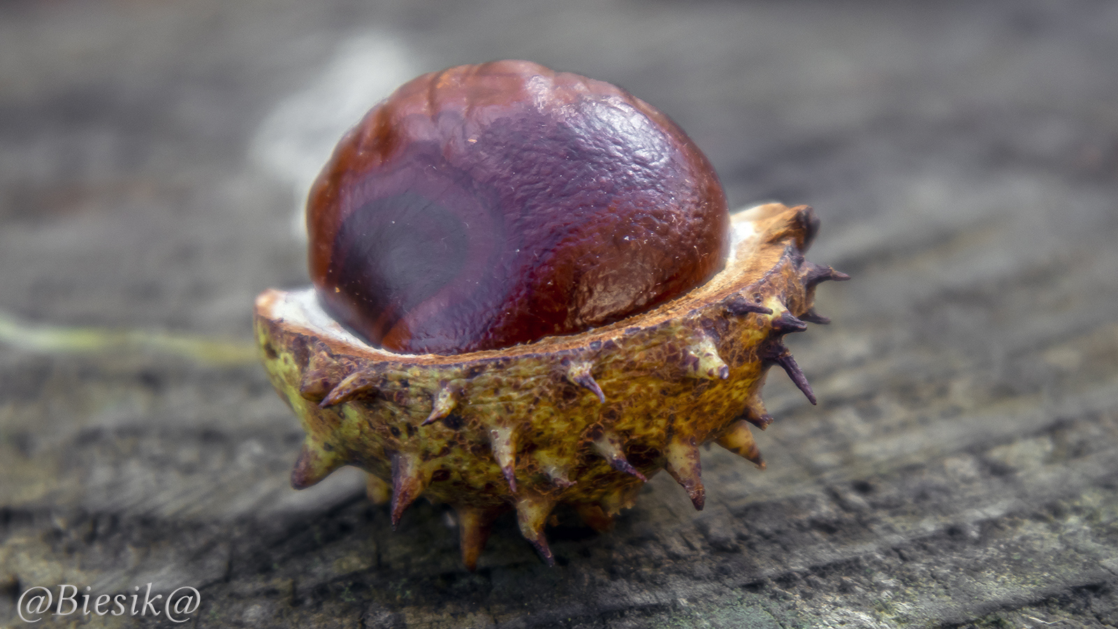 Kasztan jeszcze raz.