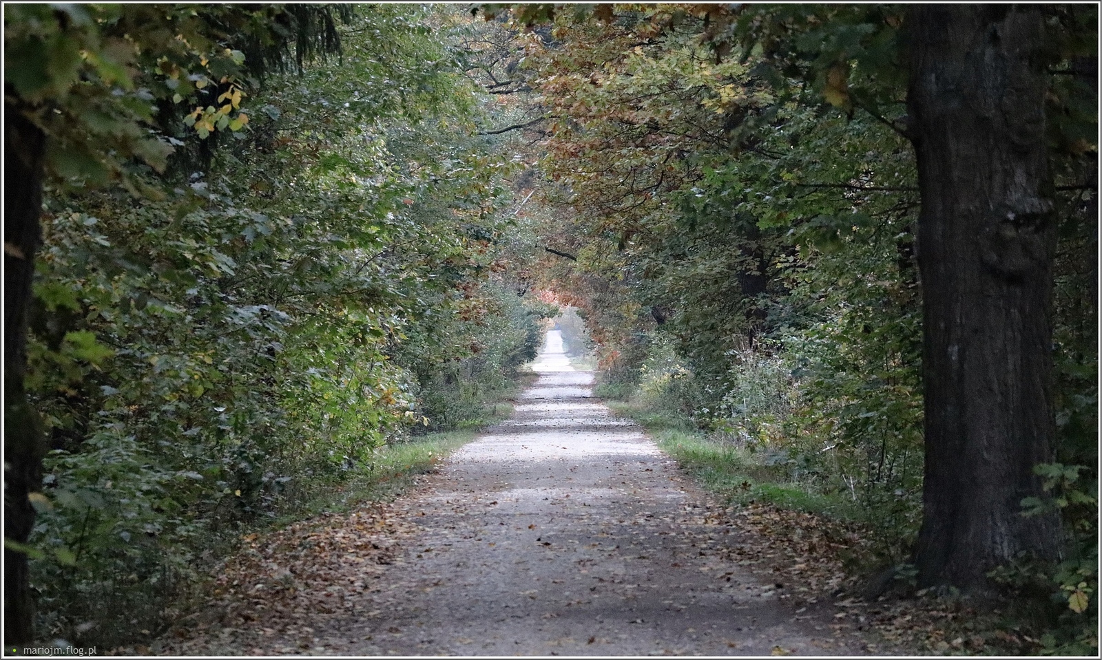 Jesienną drogą