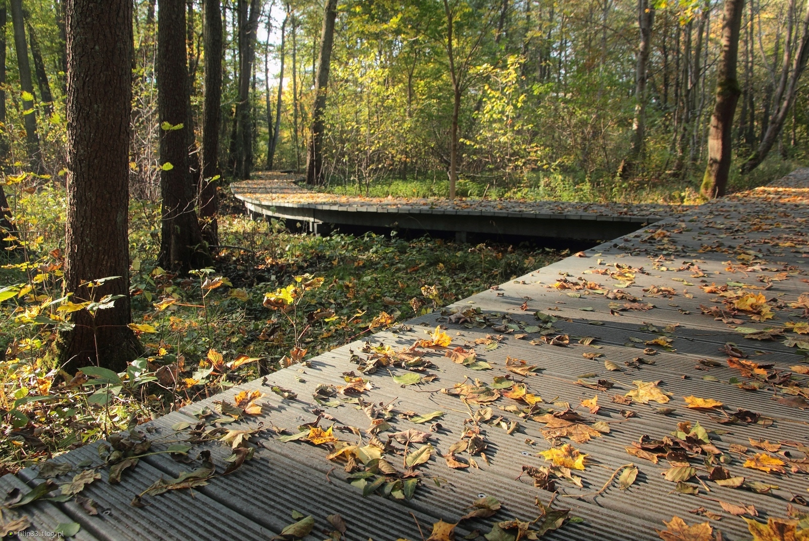 Taniec liści na deskach, w Parku w Wejherowie...