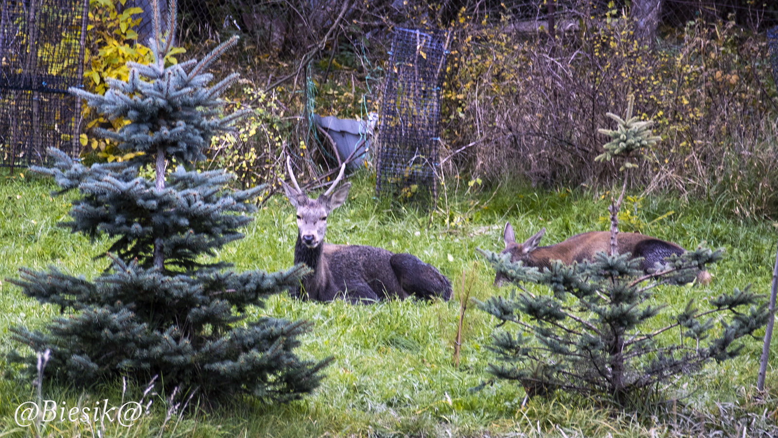 Szpicunio z mamunią :)))
