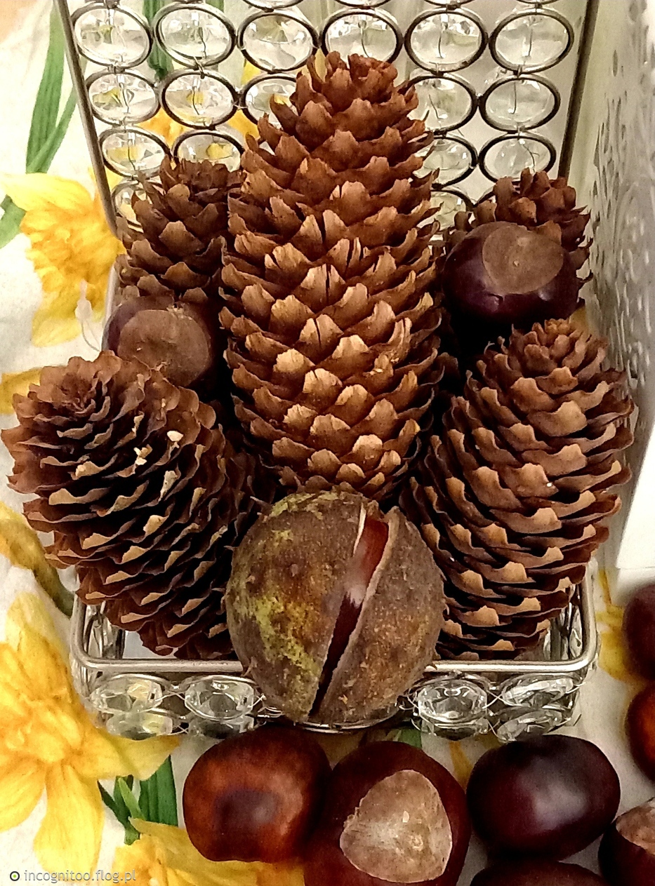 Owoce jesieni 🍁🍂