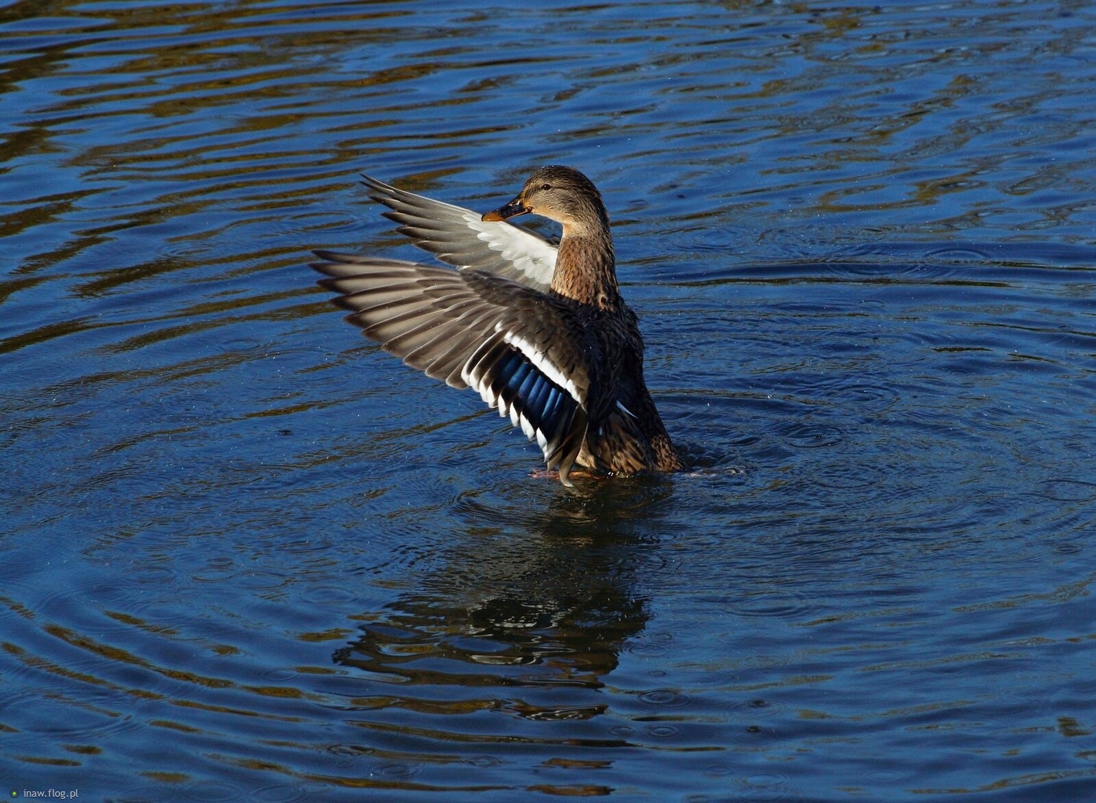 Tak się popisywała😊