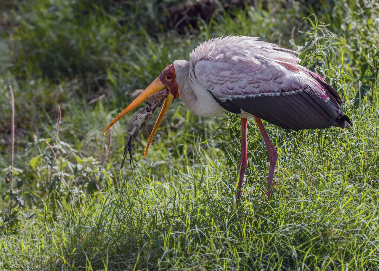 Dławigad afrykański.