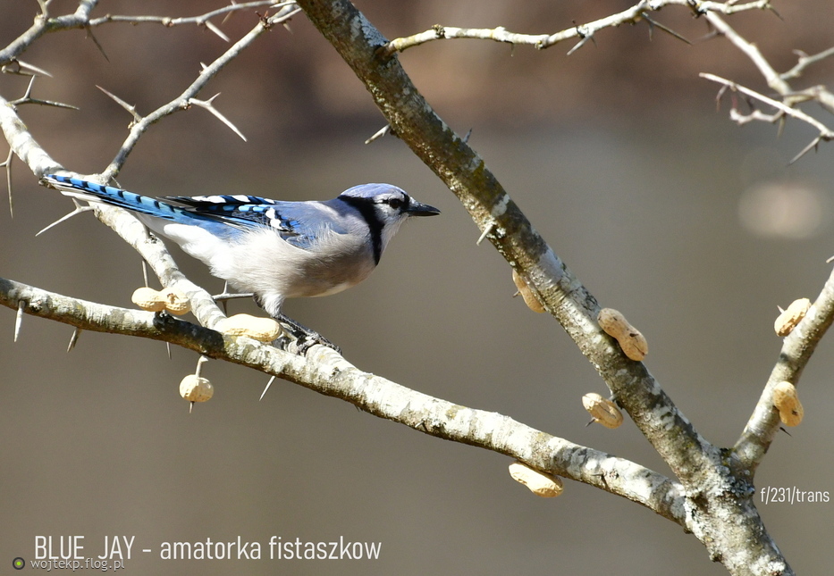 BLUE JAY - Modrosójka błękitna