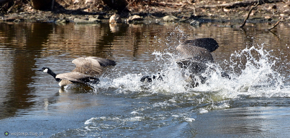 AWANTURA MIĘDZY BERNIKLAMI ( 2 )