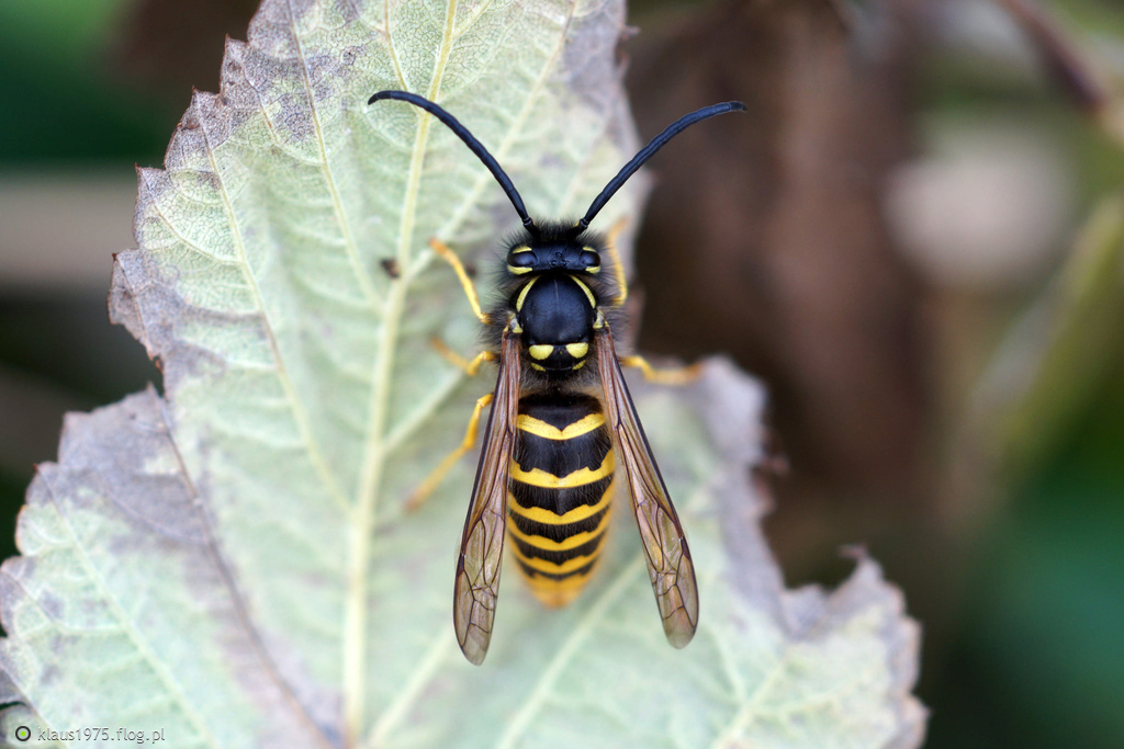 Osa pospolita (Vespula vulgaris)