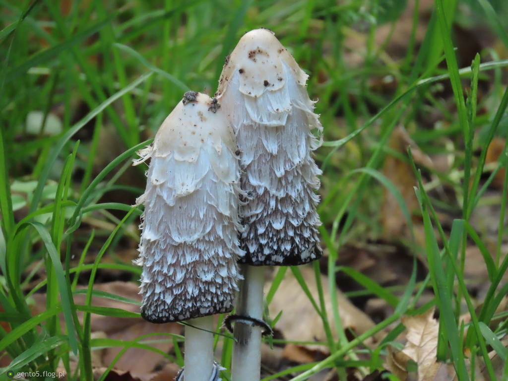 Czernidlak kołpakowaty