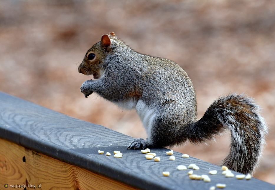 Wiewiórka szara na kładce (3)