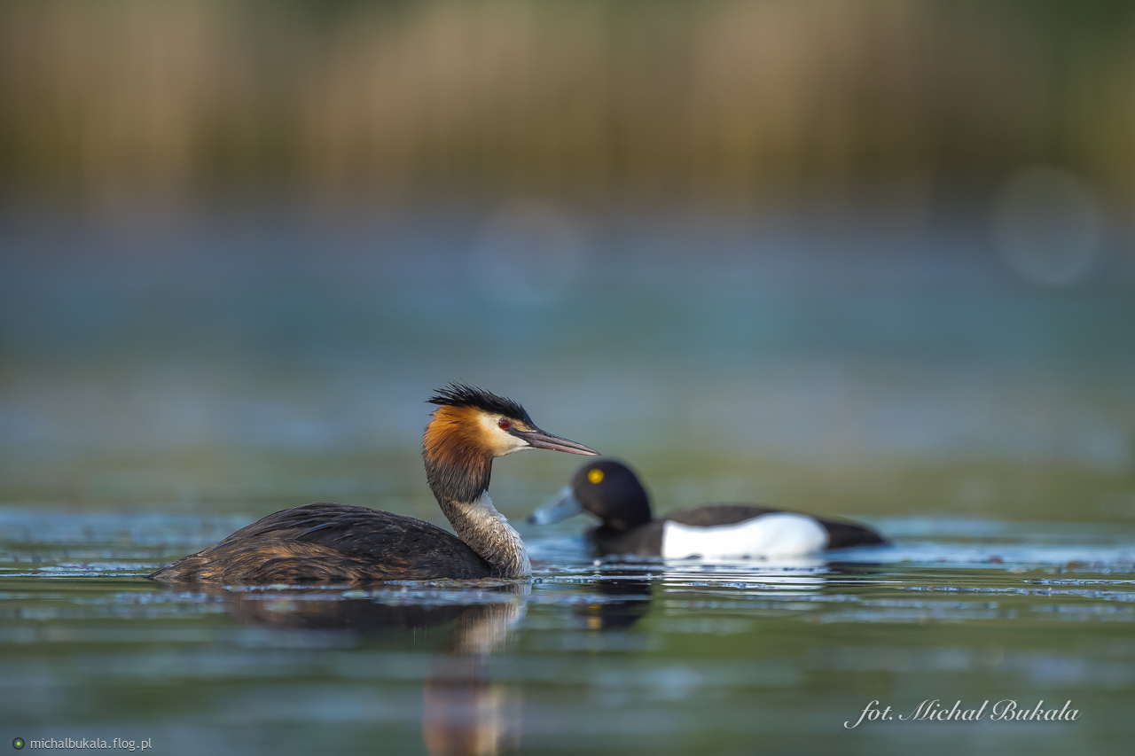 Codzienność na stawie