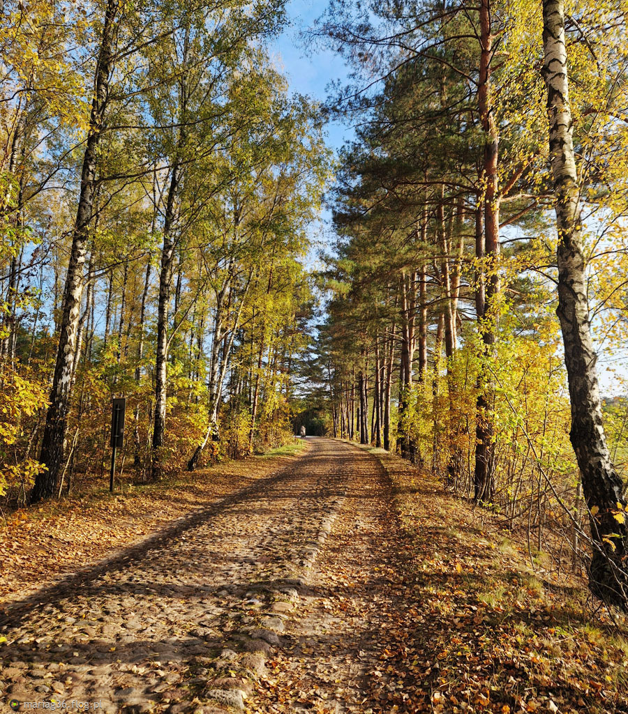 Szpaler złotej polskiej jesieni