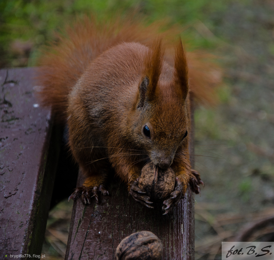 Ruda i śniadanie...